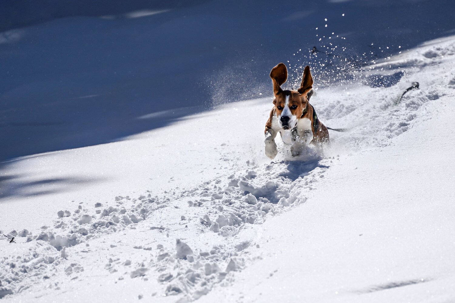 Photo #9809142