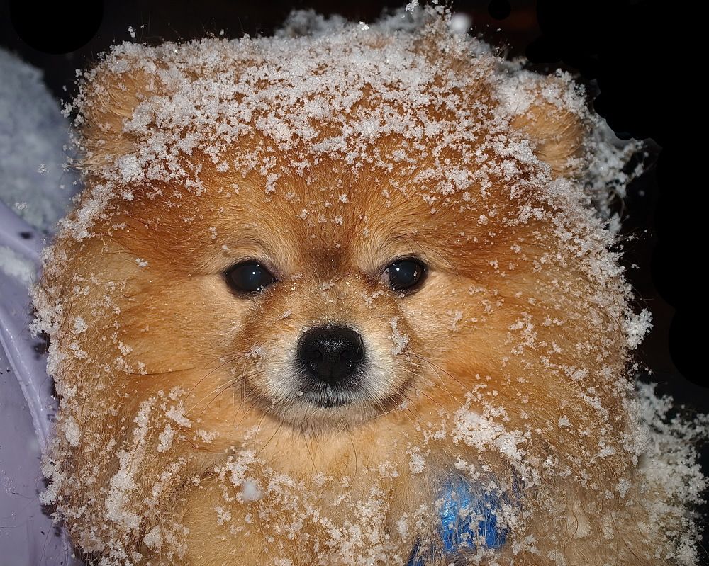 Photograph by Игорь Чеботарёв