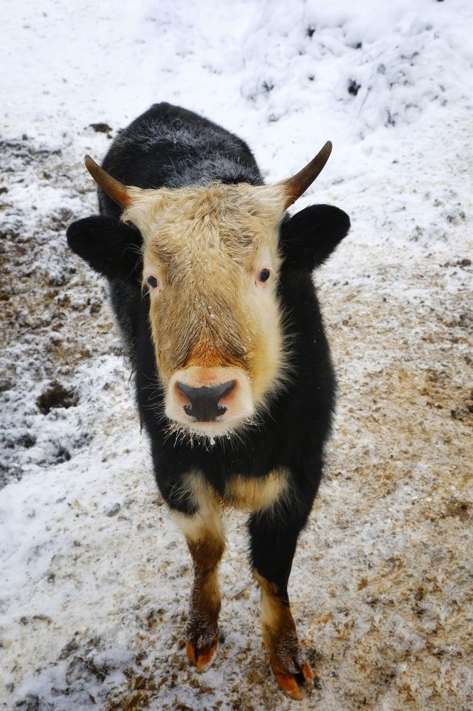 Photograph by Владимир Микрокосмос