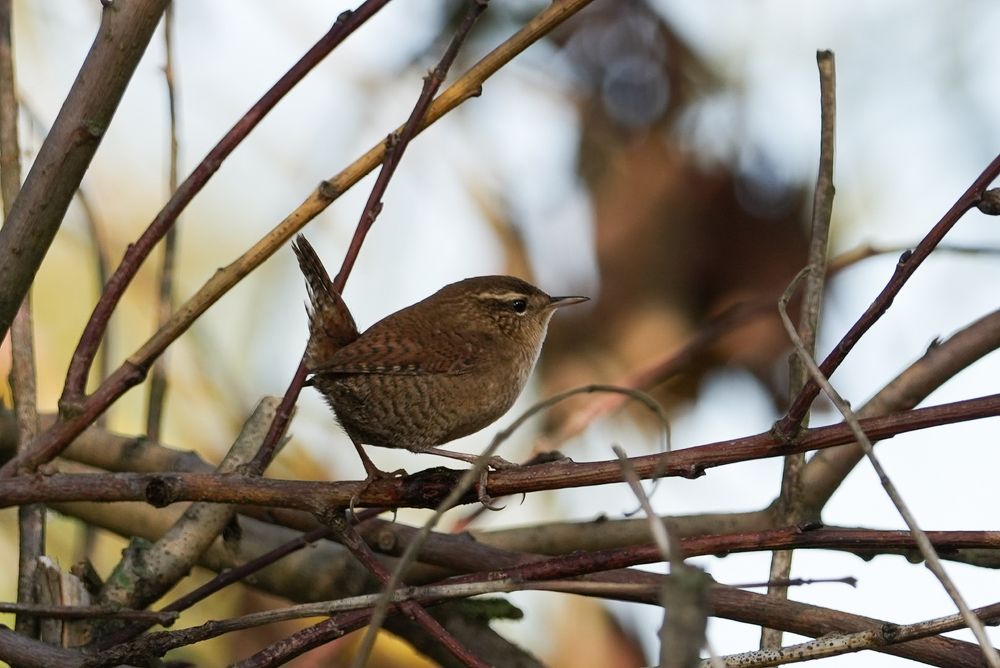 Photograph by Ольга Шугалевская