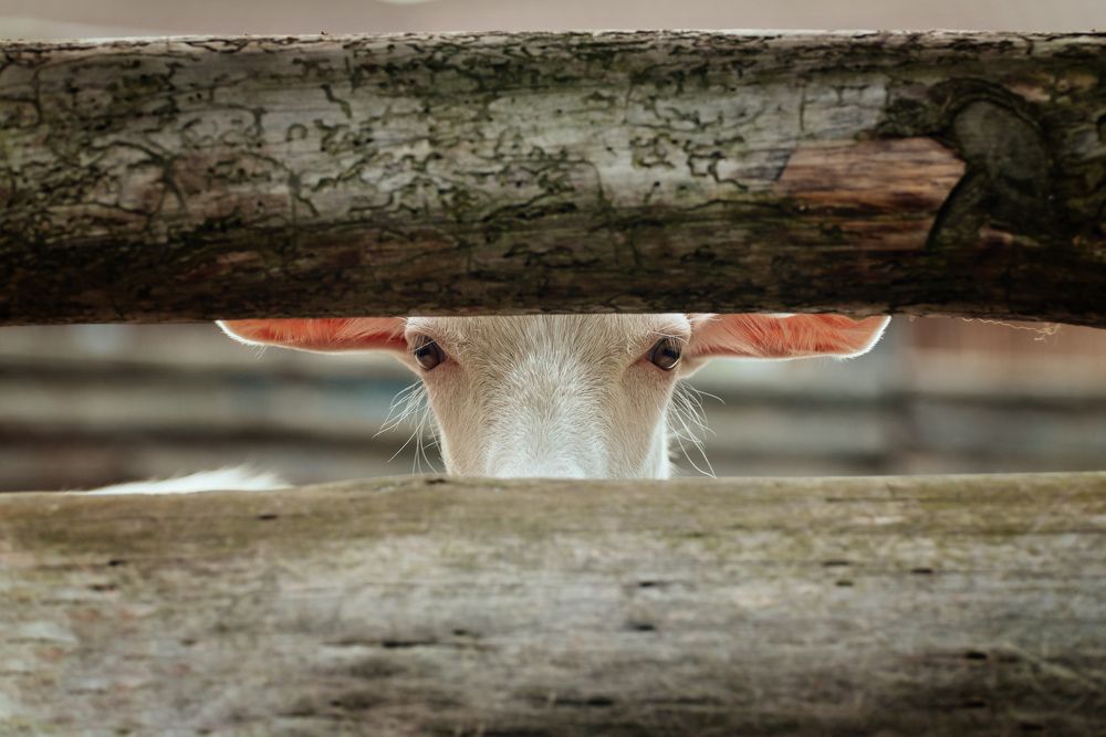 Photograph by Марина Сапронова