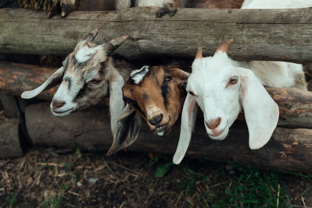 Photograph by Марина Сапронова