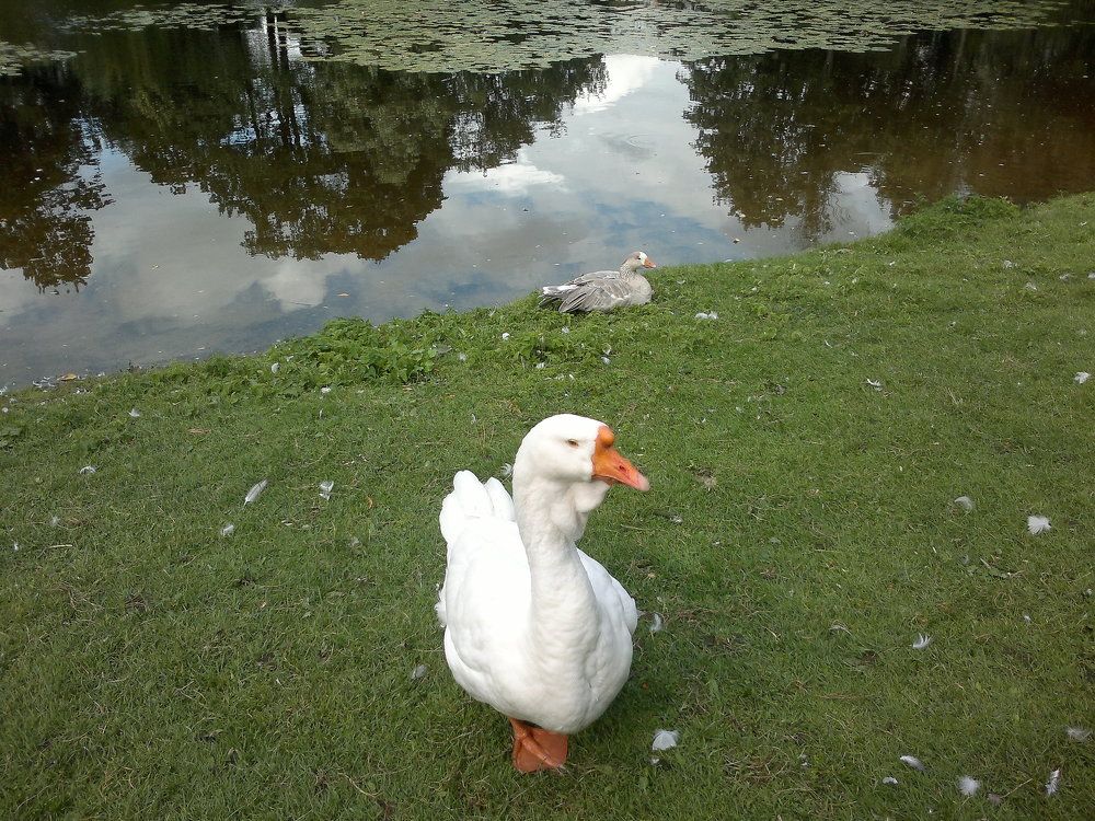 Photograph by Ольга Коркина