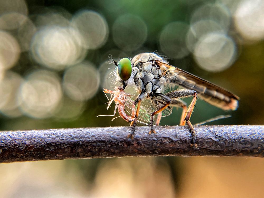Photograph by Abhijit Roy