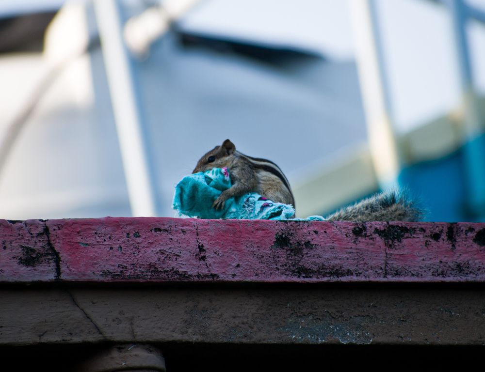 Photograph by Abhijit Roy