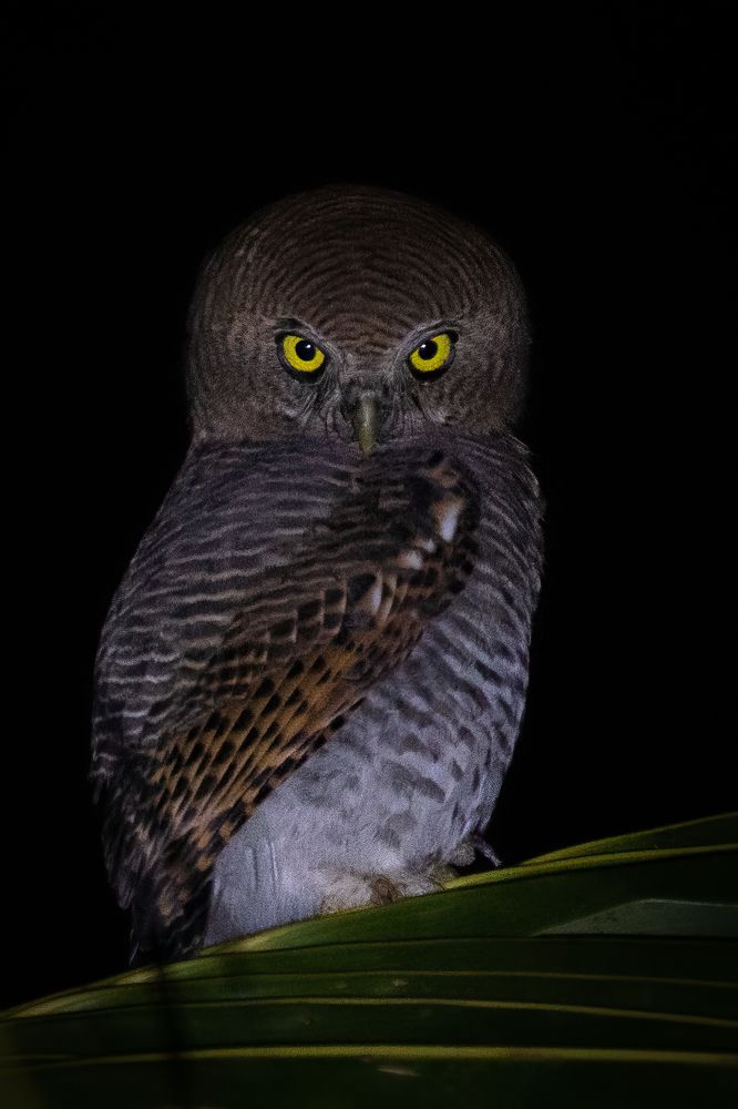 Фотография автора Prejul Prakash