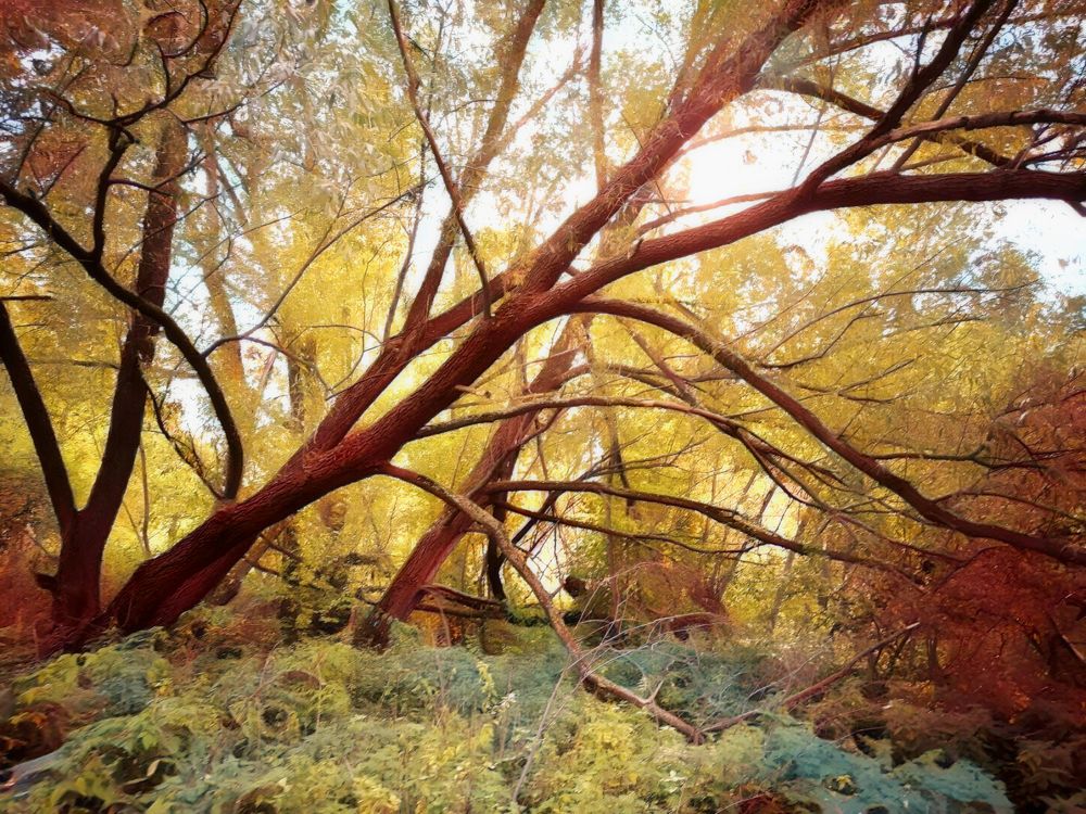 Осенний лес.