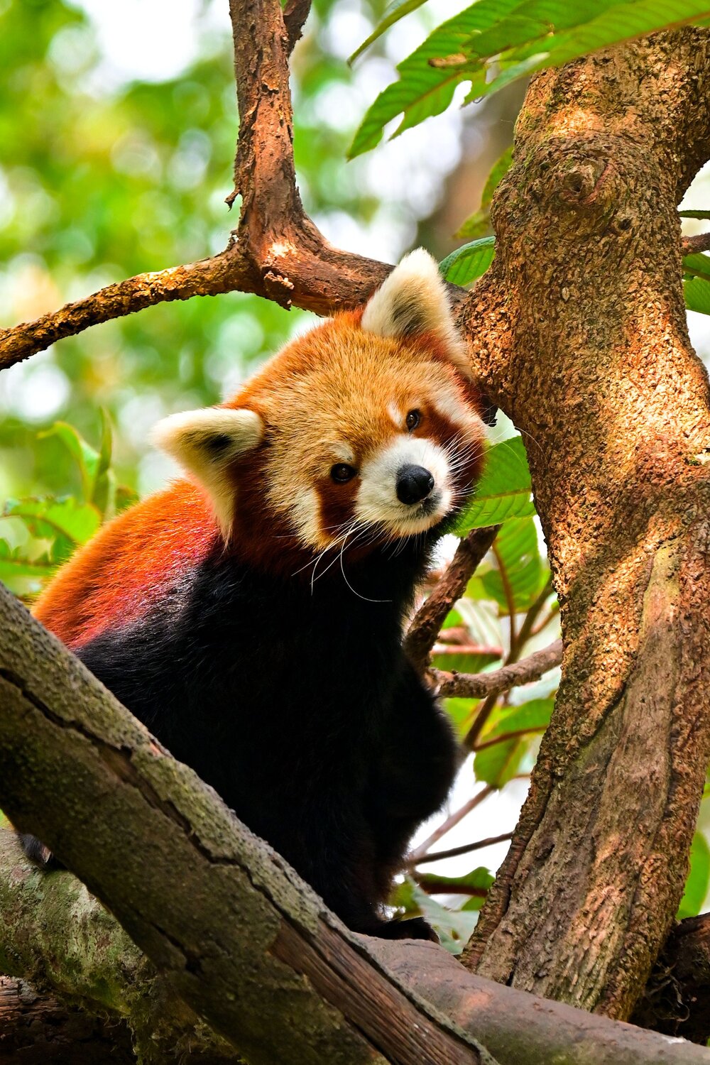 Photo #9810419