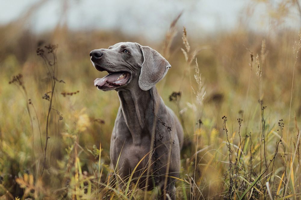 Photograph by Александра Липкина