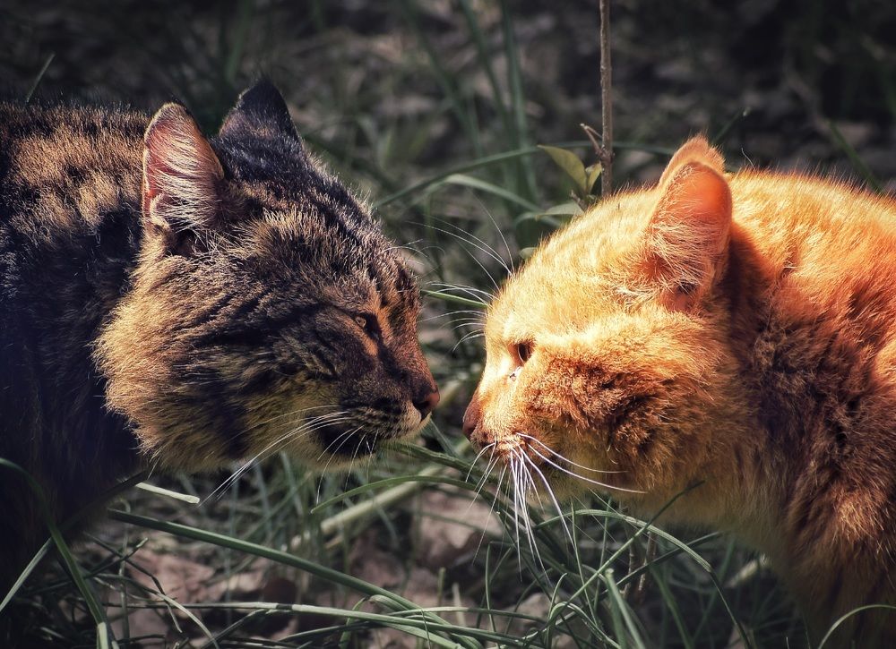 Photograph by Юлия Гайдукевич