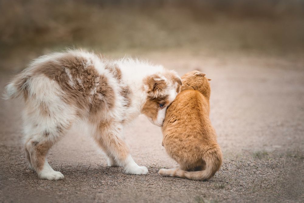 Фотография автора Ирина Мороз