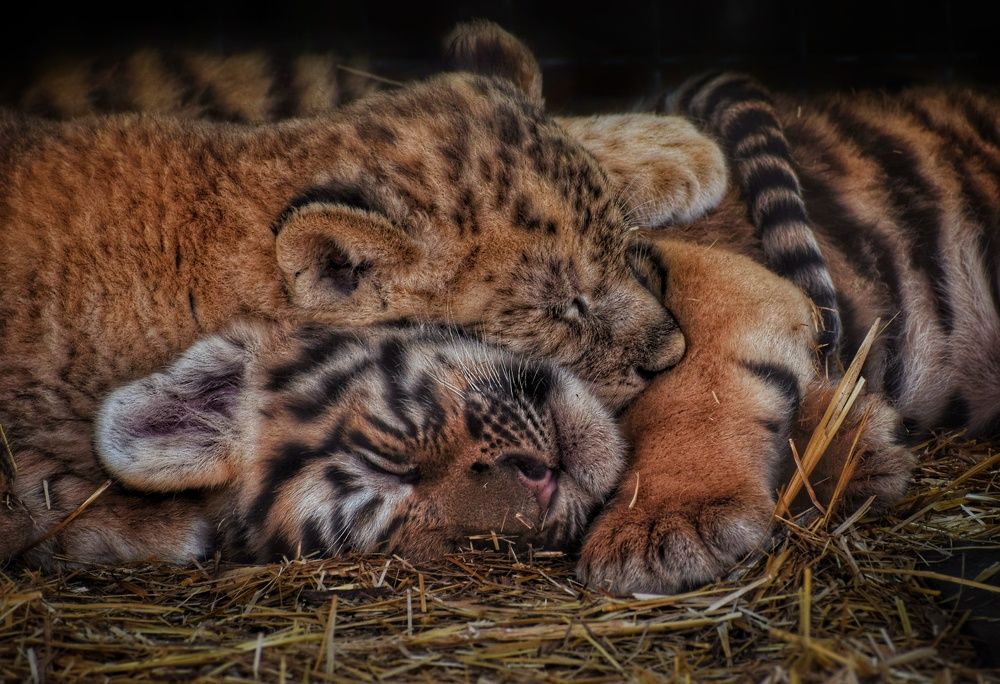 Photograph by Юлия Гайдукевич