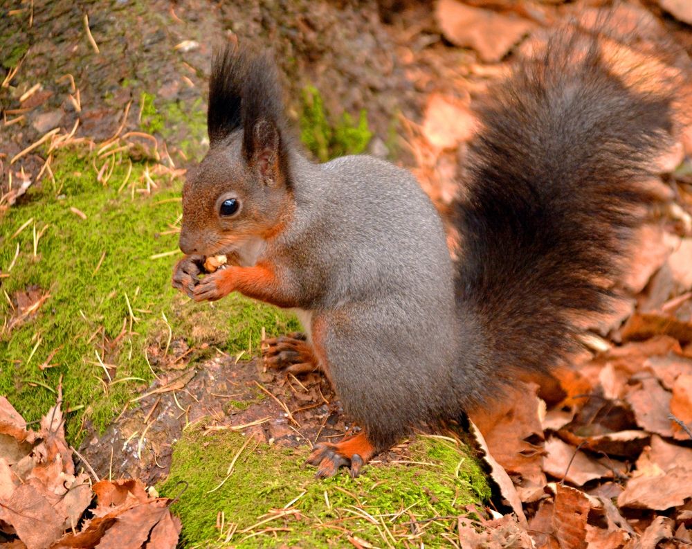 Photograph by roman pushkin