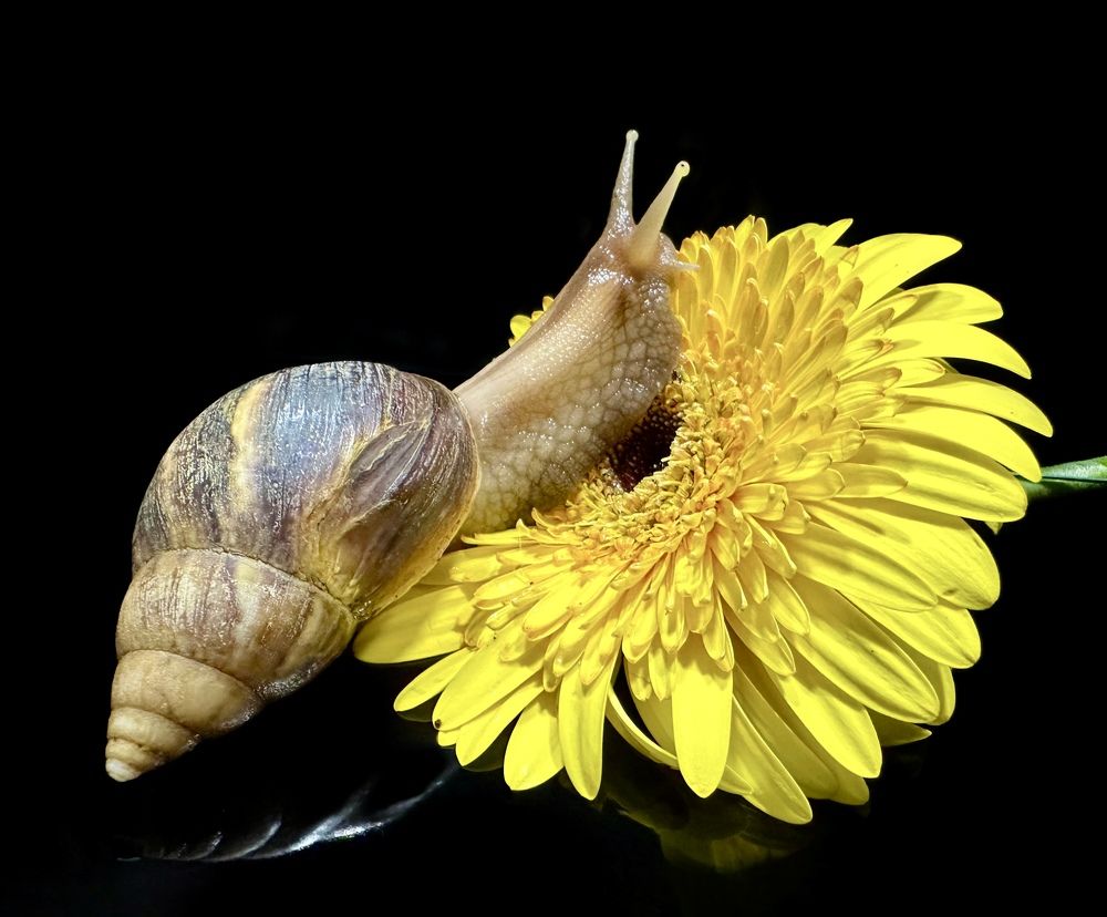 Photograph by Svetlana Rashidova