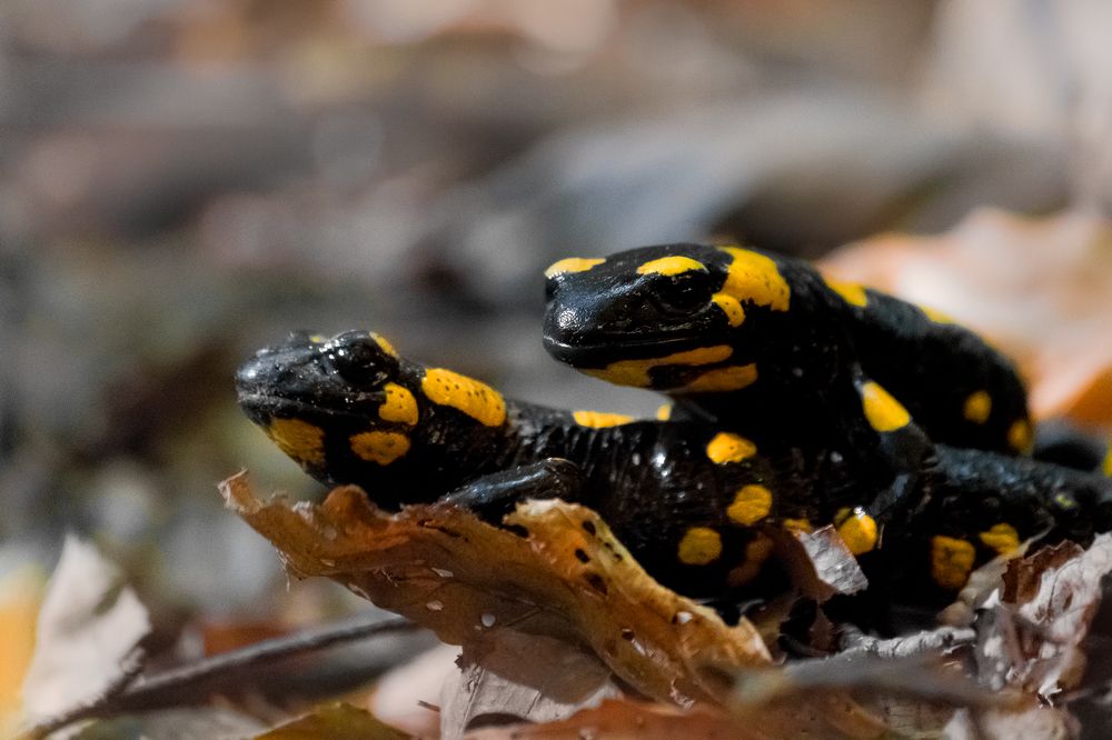 Photograph by Vania Tonova