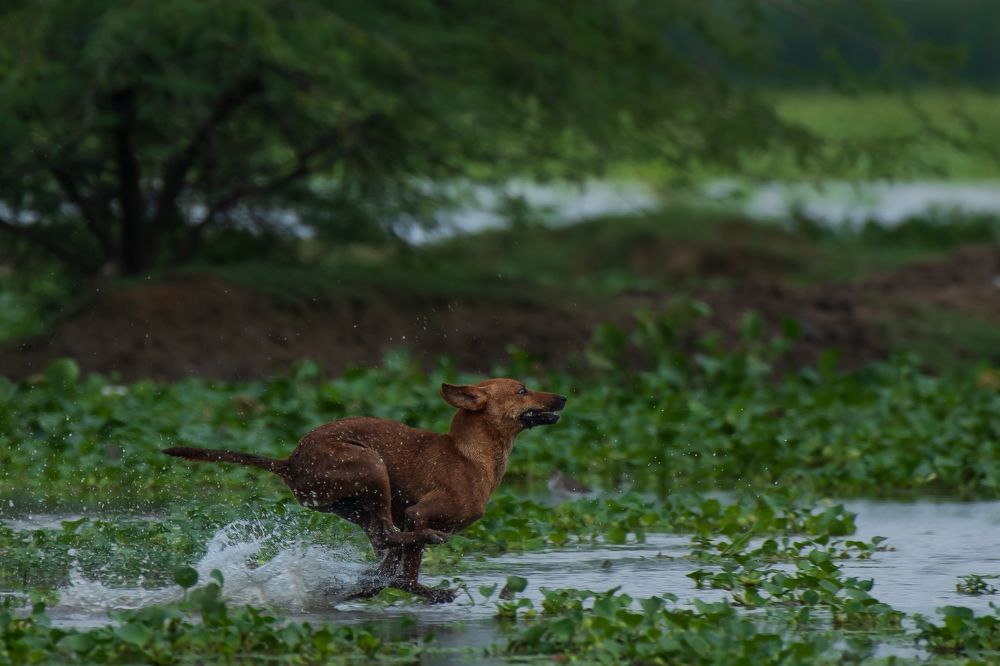 Photograph by Arnold judson Samuel