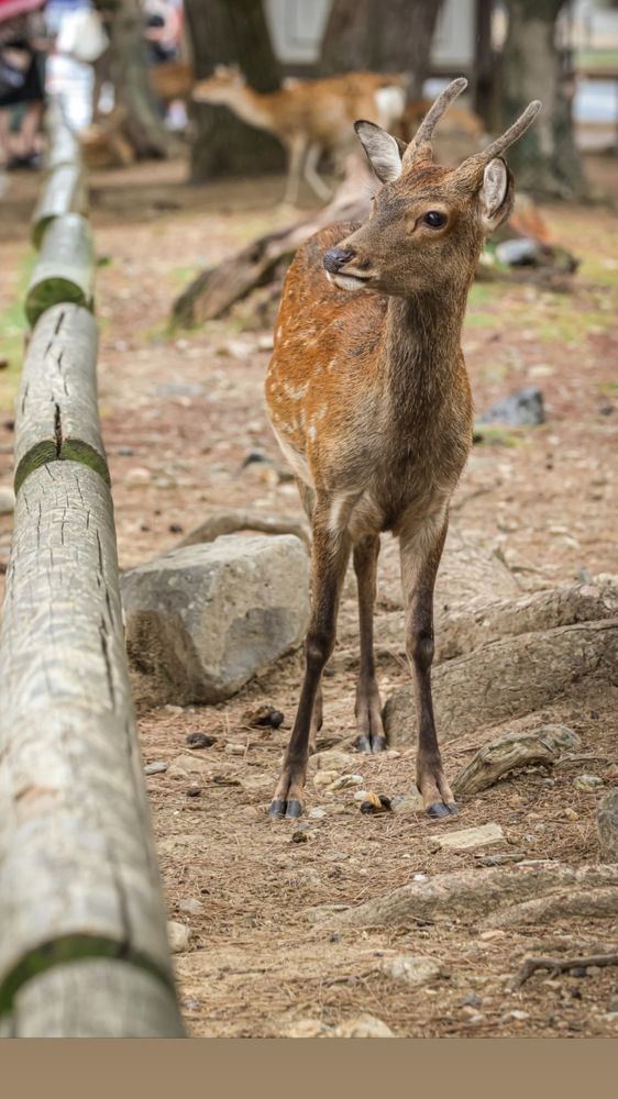 Photograph by Елена Цырюк