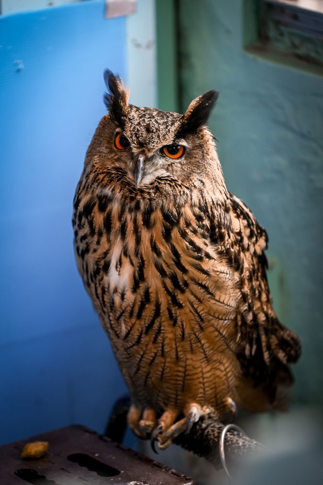 Photograph by Елена Цырюк