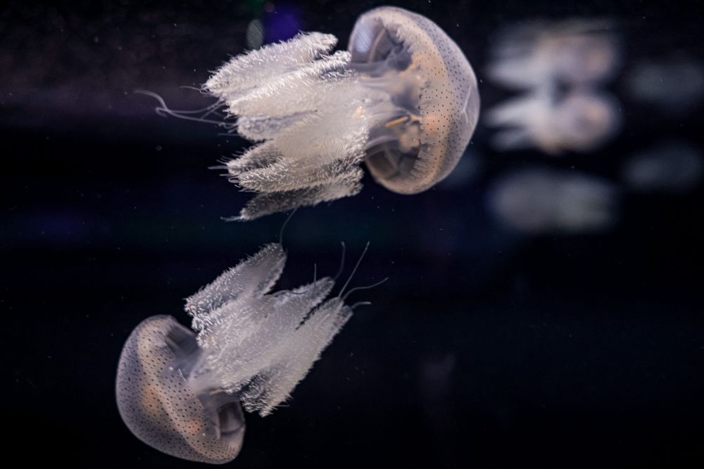 Photograph by Елена Цырюк