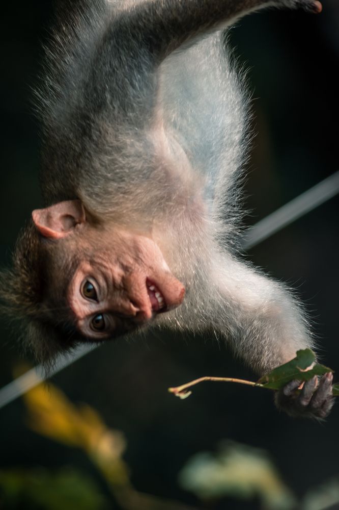 Photograph by Aboobacker Siddique