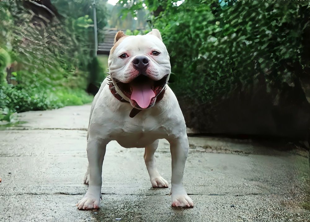 FRiNDLY DOG