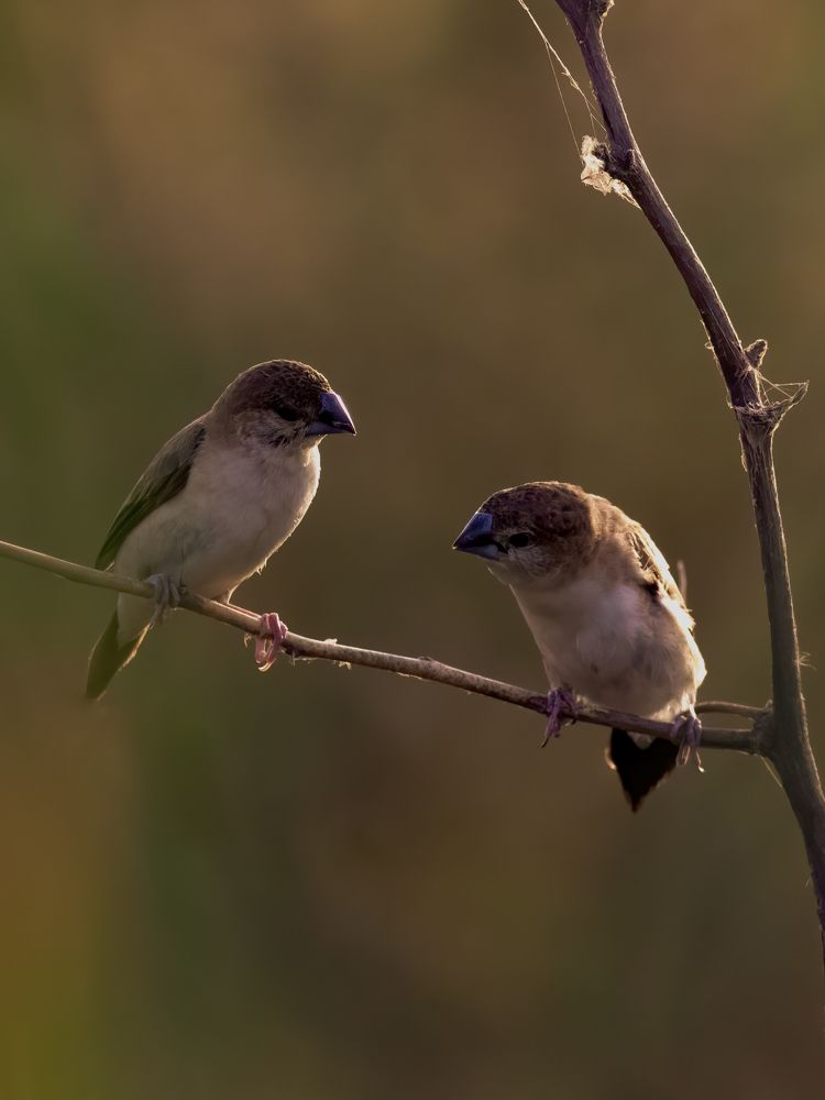 Photograph by Aboobacker Siddique