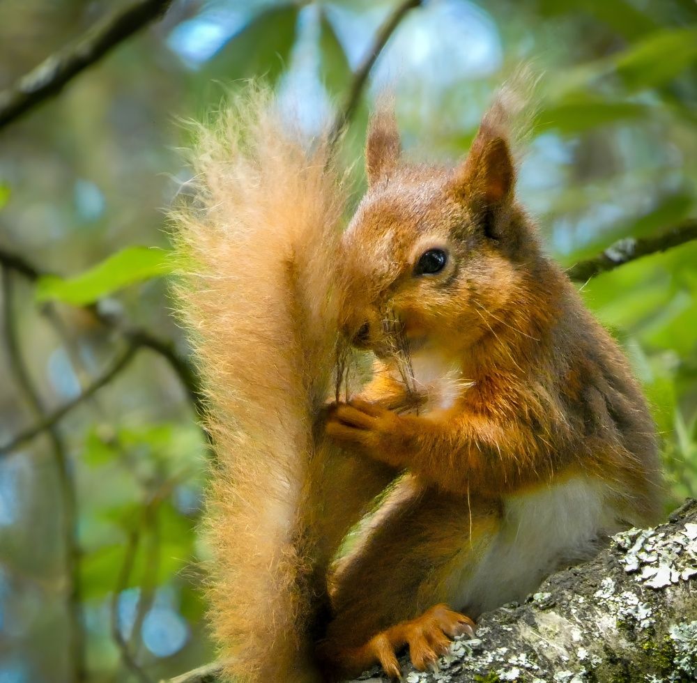 Фотография автора Michael Gault