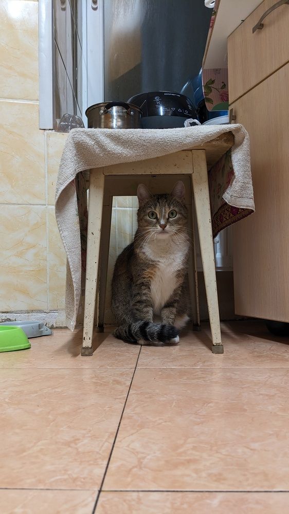 Photo #9811360