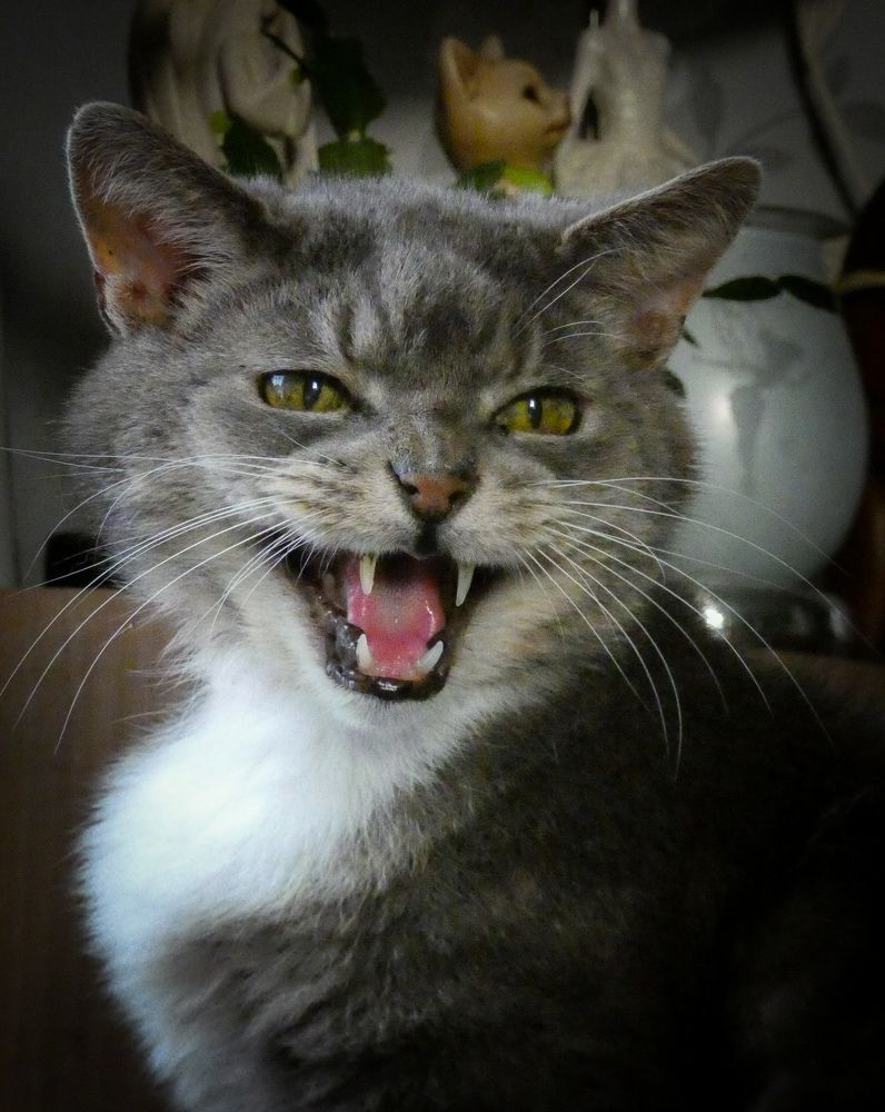 Фотография автора Michael Gault