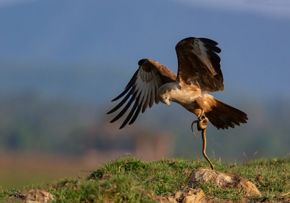 Photograph by Bibhas Deb