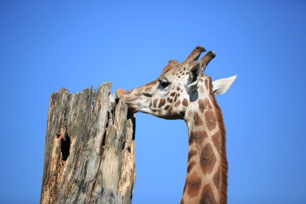 Photograph by Oksana Shchegolkova