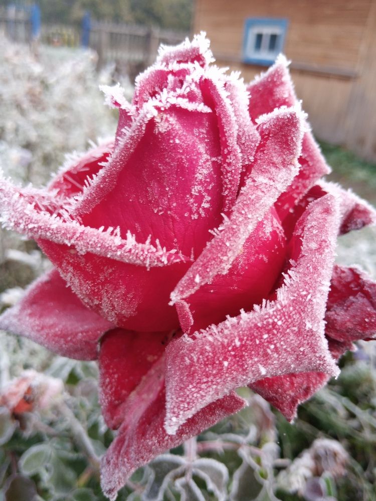 Photo #9811504