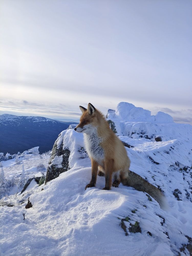 Рыжий хищник