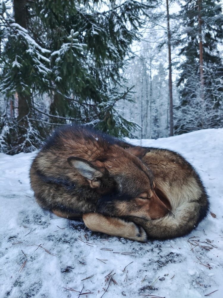 Сон в зимнем лесу
