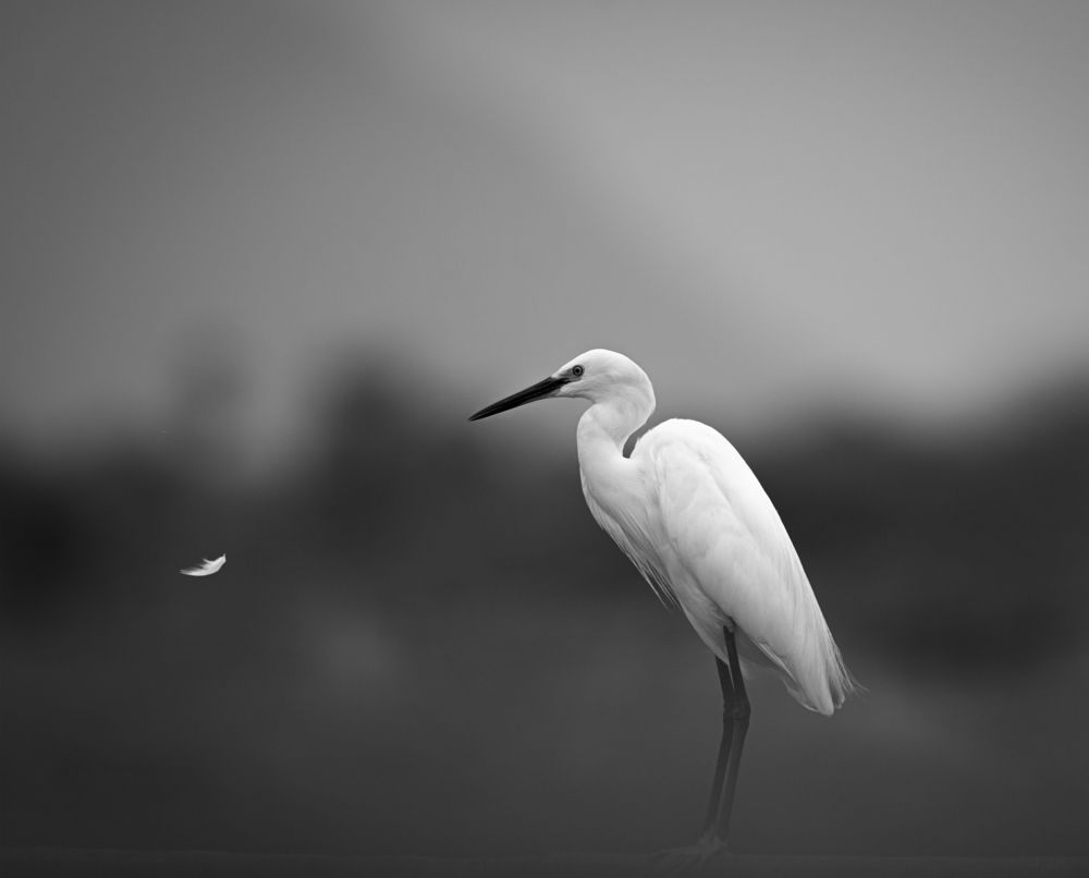 Don't leave me (feather )