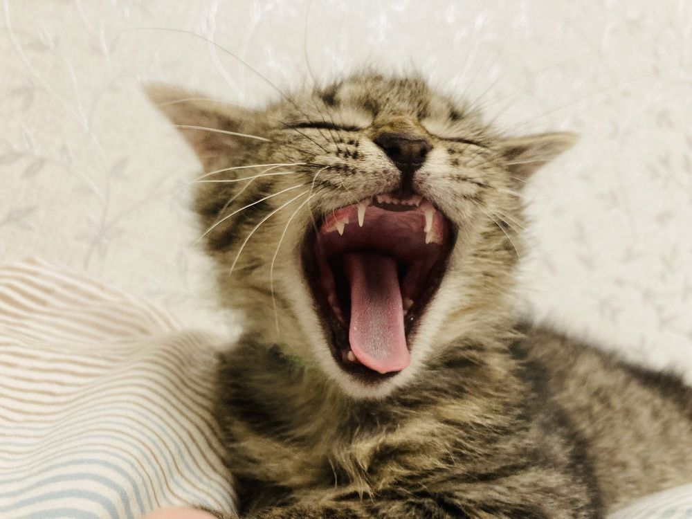 Фотография автора Анна Могилева