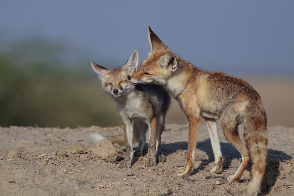 Photograph by Patel Jay