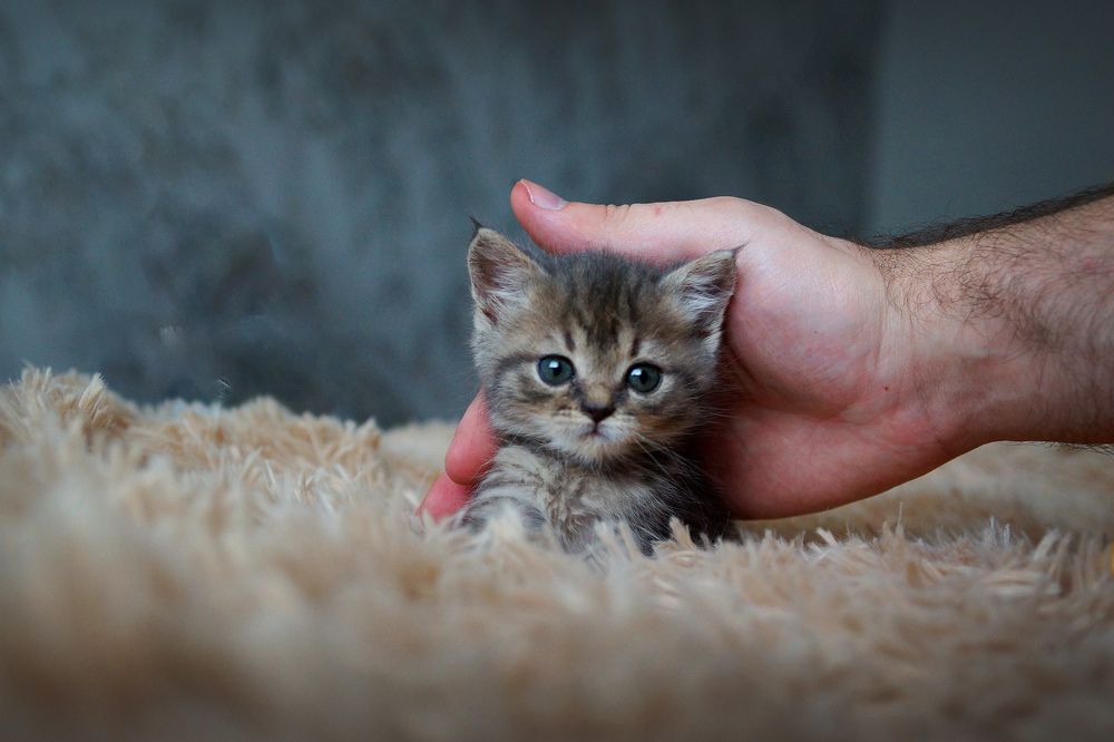 Photograph by Олег Чубайкин