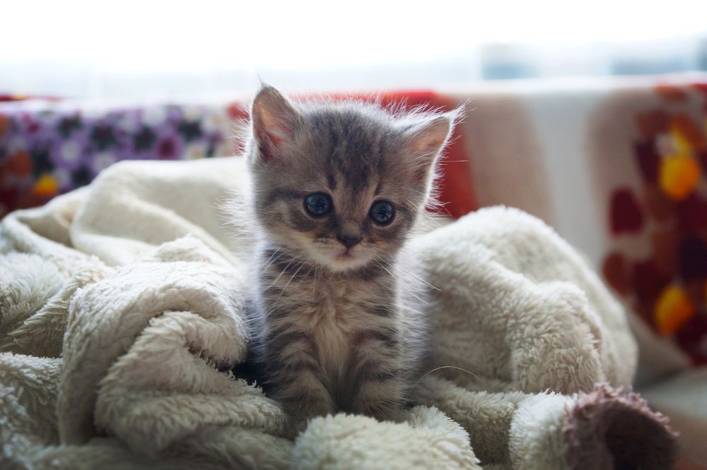 Photograph by Олег Чубайкин