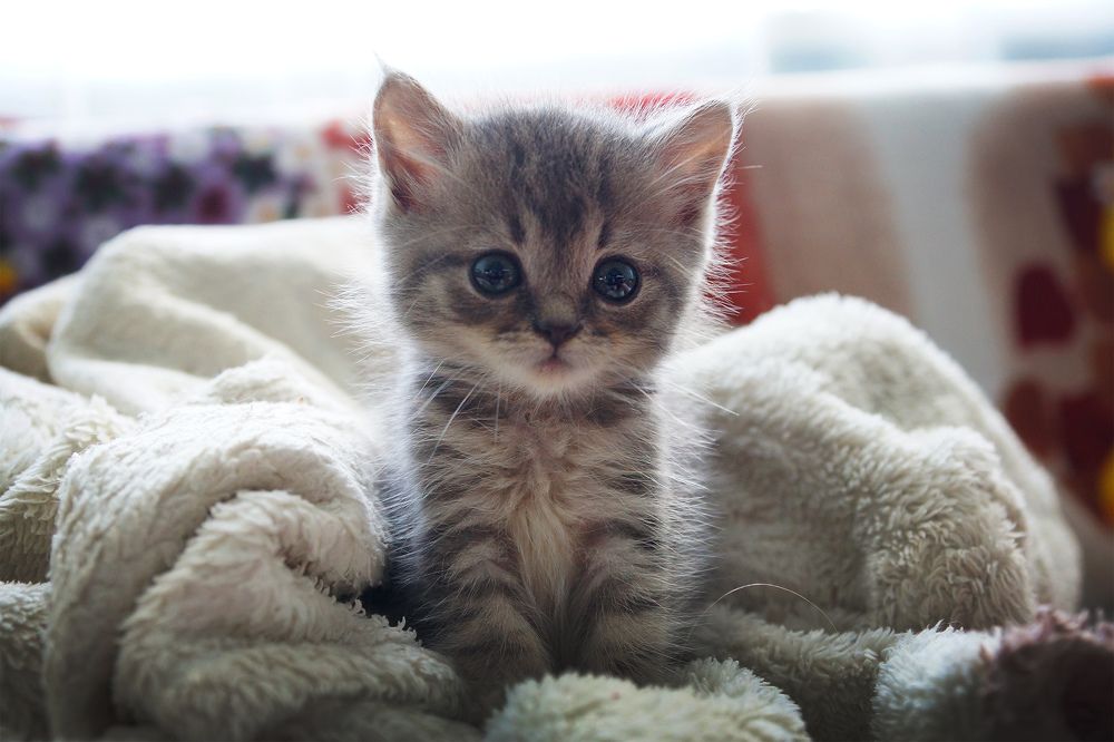 Photograph by Олег Чубайкин