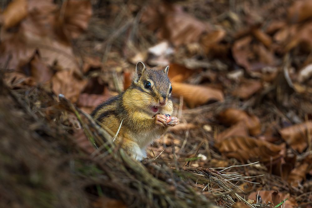Фотография автора Ovidiu-Daniel Iordache