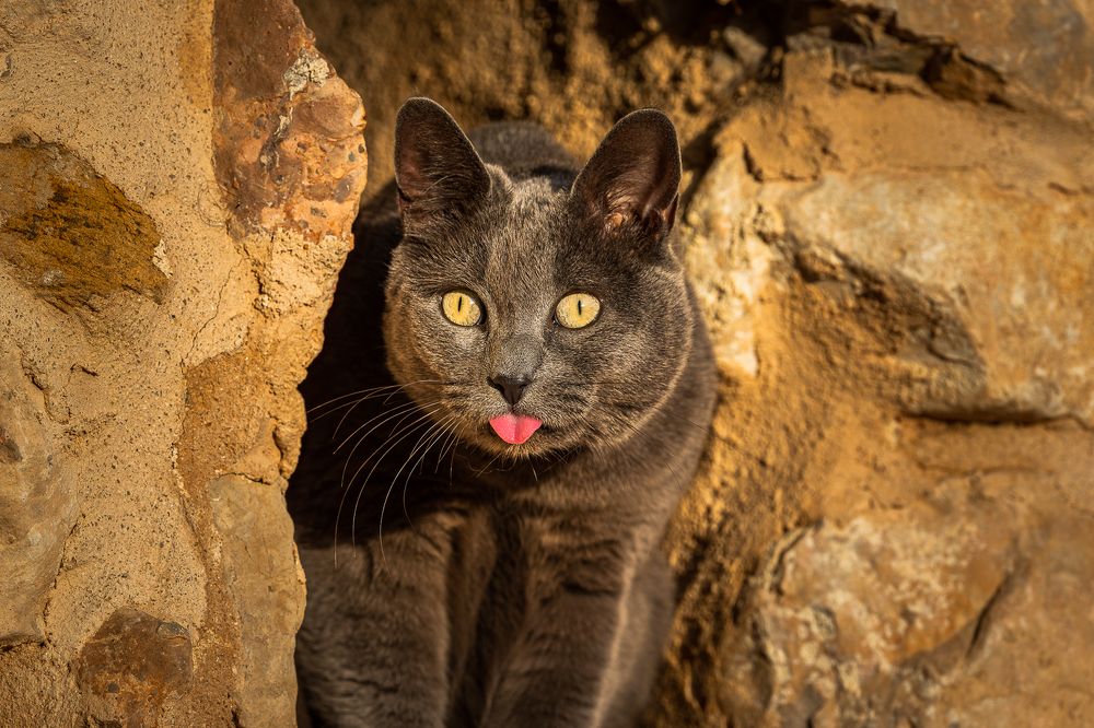 Фотография автора Ovidiu-Daniel Iordache