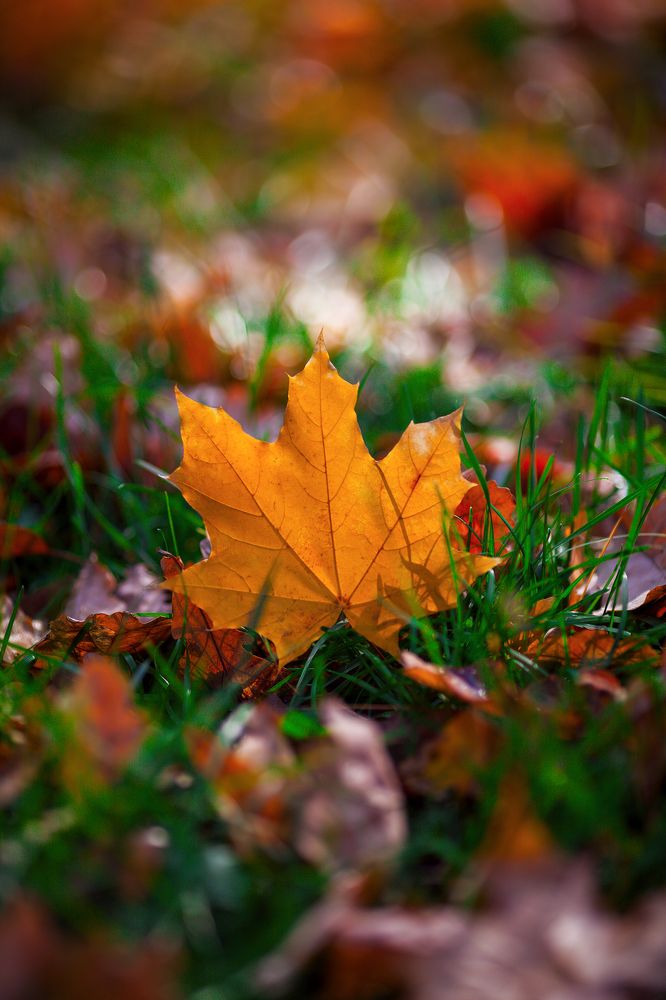 Фотография автора Олеся Лукьяненко