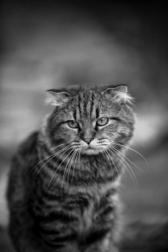 Фотография автора Олеся Лукьяненко