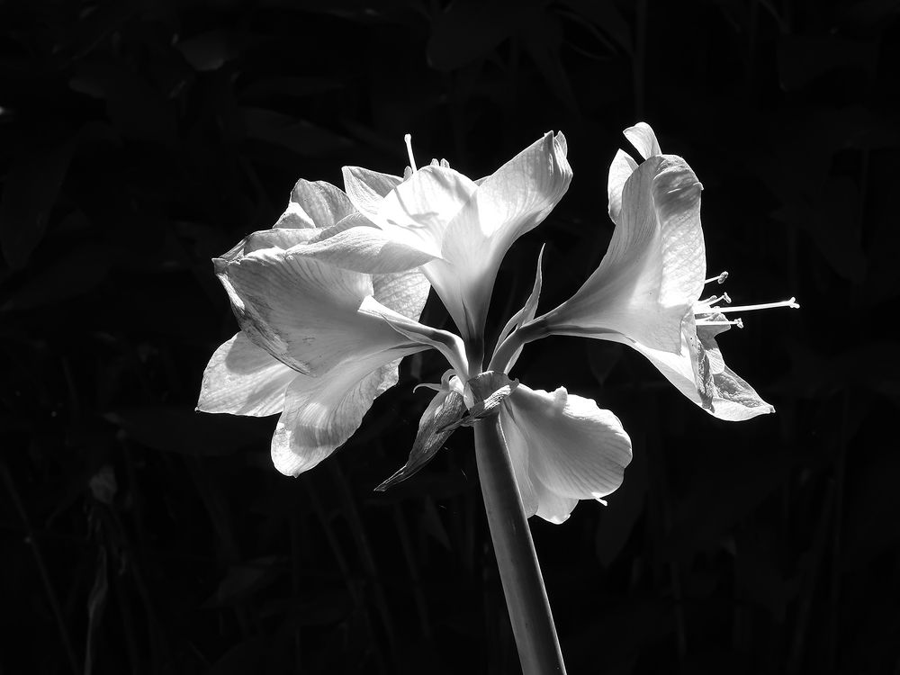 Photograph by Andrea Guedella