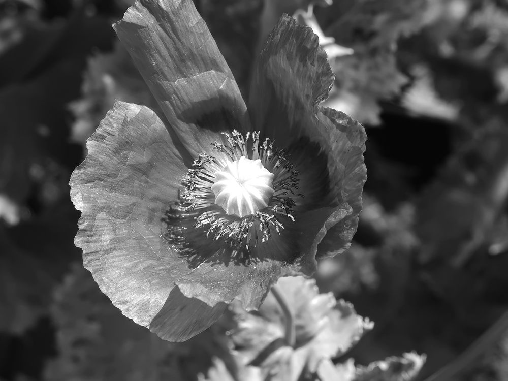 Photograph by Andrea Guedella