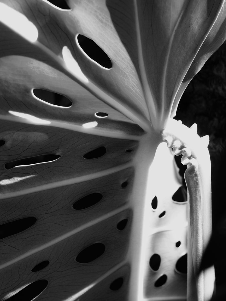 Photograph by Andrea Guedella