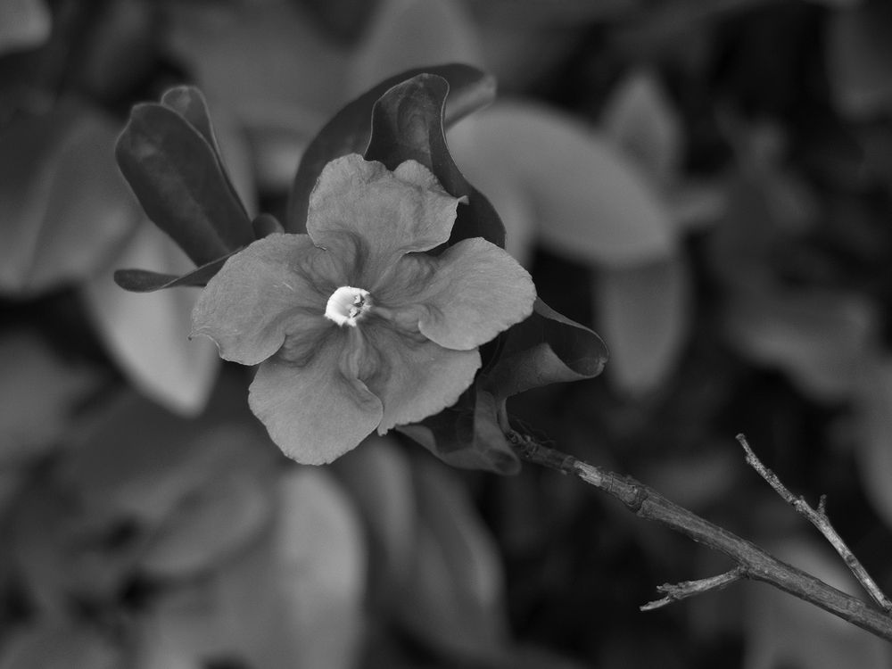 Photograph by Andrea Guedella