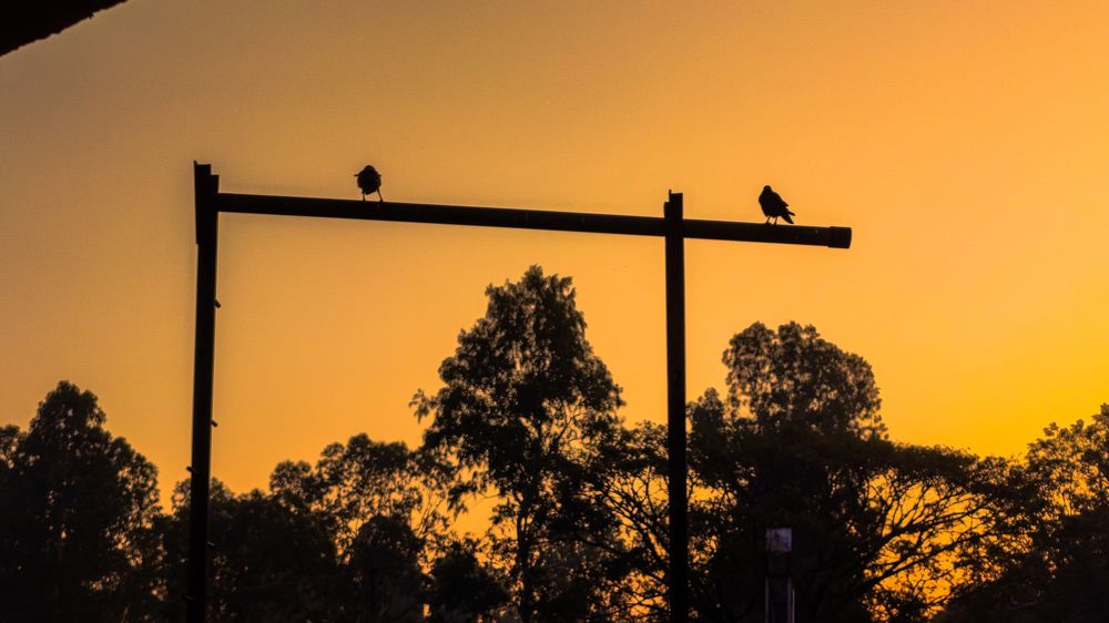 Two birds chilling during sunrise.