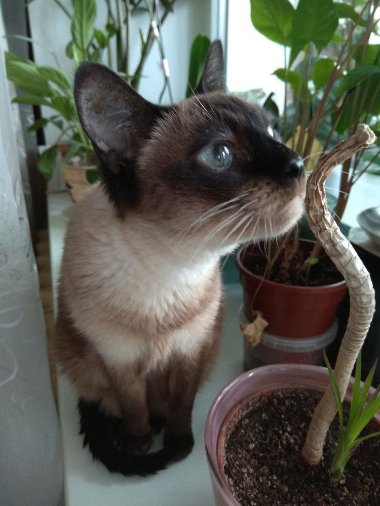 Соня, моя любимая кошка